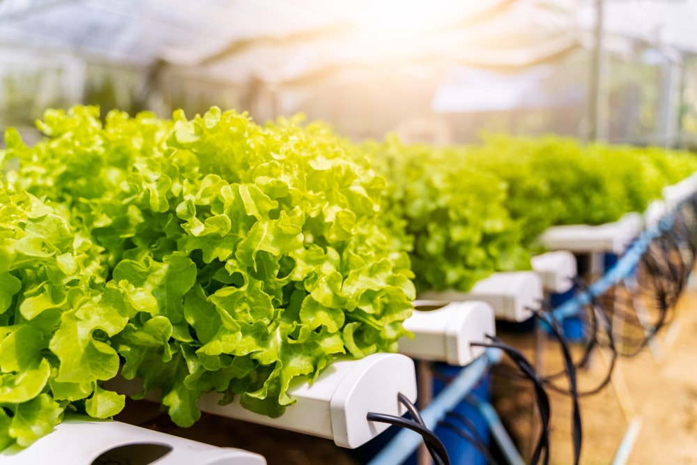 devices under plants - The Role of Autonomous Technology in Modern Farming
