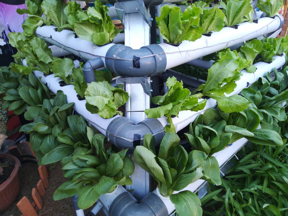 Hydrophonic vegetable growing modern farm - Custom Cultivation Systems