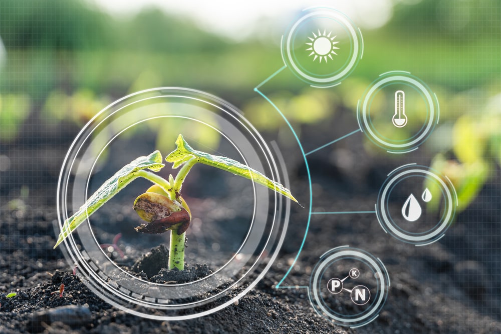 Smart agriculture with IoT, corn seedlings with infographic. Yield Optimization through Smart Agriculture and Precision Farming