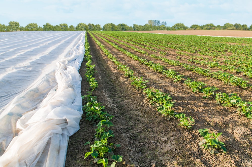 Strawberry cultivation, partially covered with anti-frost fleece; strawberry planting; Yield Optimization in Fruit Cultivation