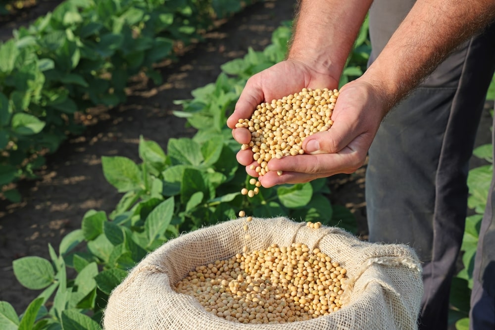 Close-up of a farmer's hands holding soybean seeds, representing the success of data-driven, high-yield agricultural practices.