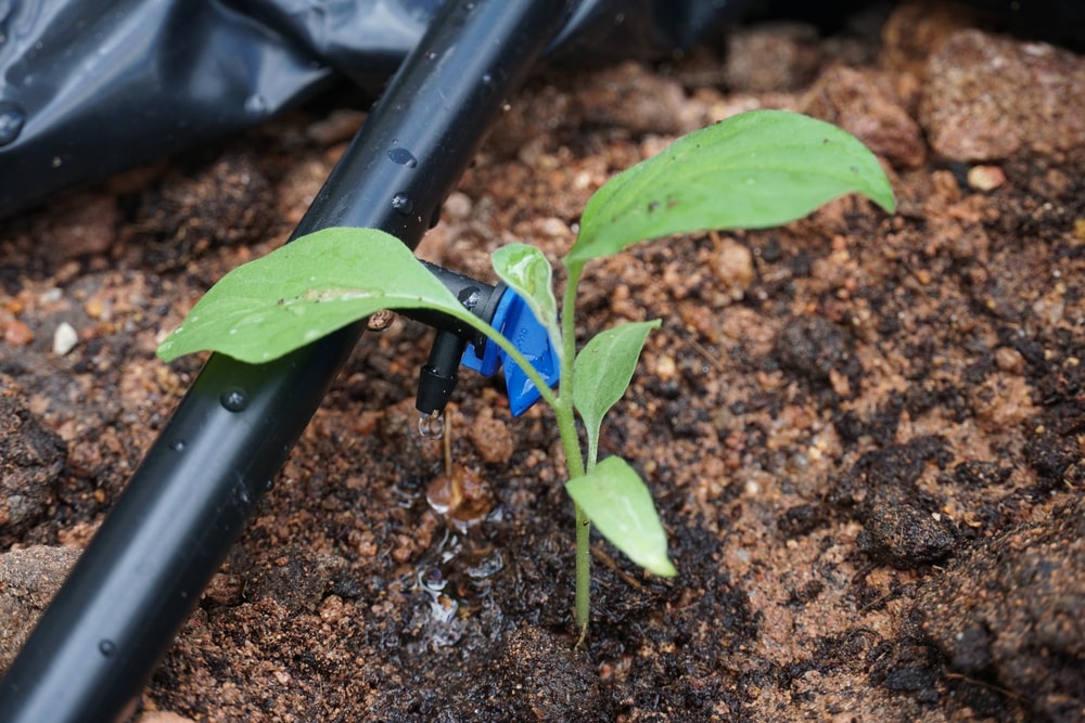 Maximizing Crop Growth with C Eden's Drip Irrigation: The most efficient water and nutrient delivery system for your crops, delivering precisely when needed.